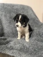 Dobby, a male Australian Shepherd for sale in Austin, TX – 3 of 4