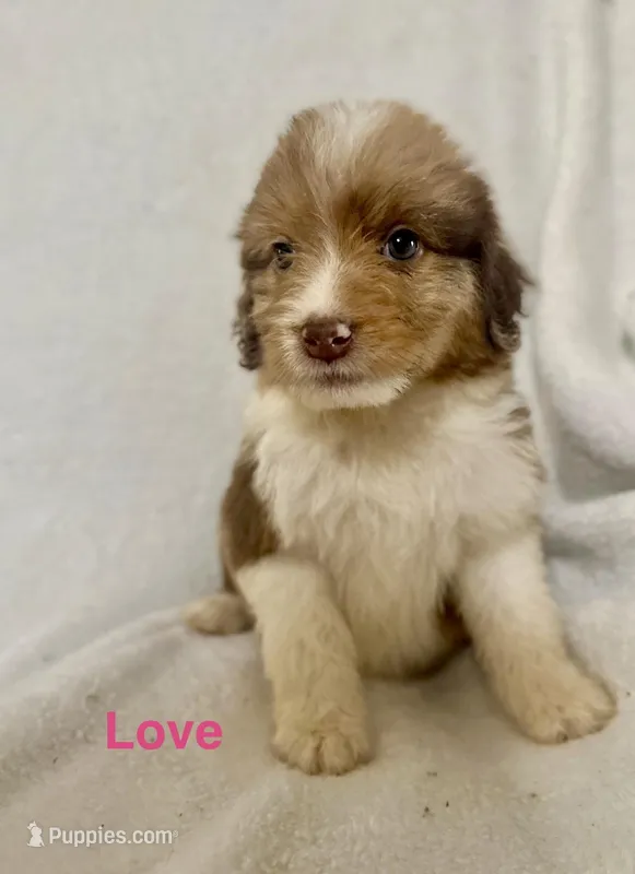 Love  – Aussiedoodle puppy for sale in Tyler, TX
