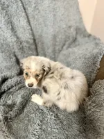Luna, a female Australian Shepherd for sale in Austin, TX – 5 of 5