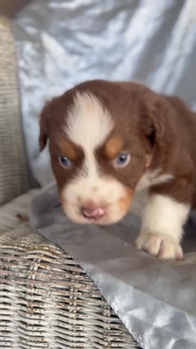 Professor Utonium, a male Australian Shepherd for sale in Austin, TX – 4 of 4