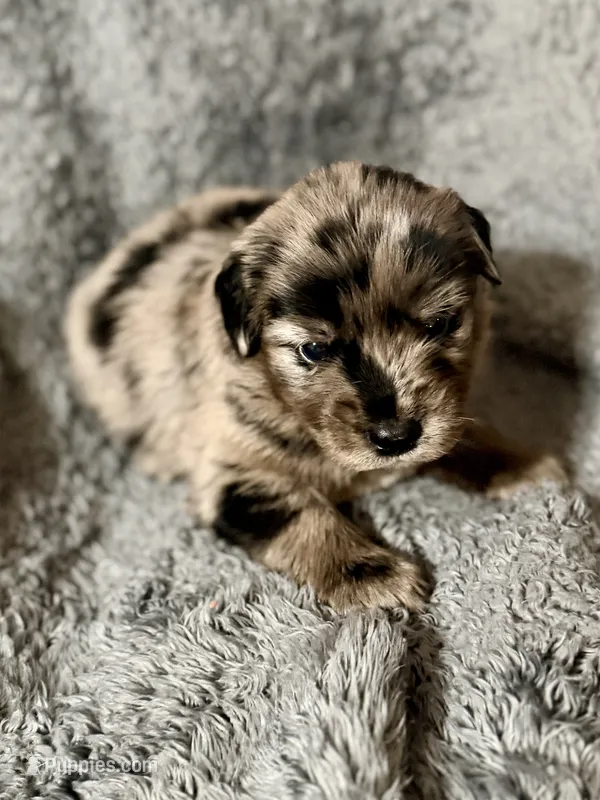 Reed – Australian Shepherd, English Cream Golden Retriever puppy for sale in Hawkins, TX
