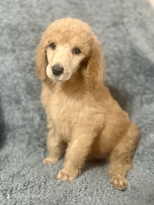 Green (Color theme Litter)  – Poodle - Standard  puppy on hold in Houston, TX