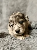 Hawk, a male Australian Shepherd and English Cream Golden Retriever for sale in Hawkins, TX – 2 of 4