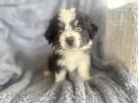 Buttercup , a female Australian Shepherd for sale in Houston, TX – 2 of 5