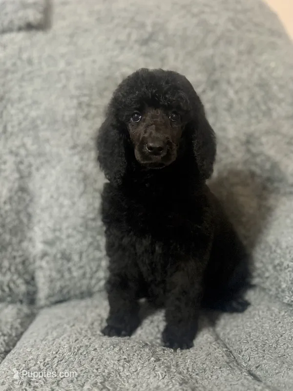 White (Color theme Litter)  – Poodle - Standard  puppy for sale in Houston, TX