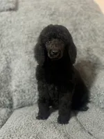 White (Color theme Litter) , a female Poodle - Standard  for sale in Houston, TX – 1 of 3