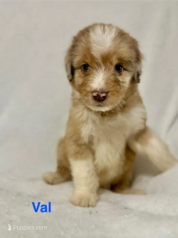 Val – Aussiedoodle puppy for sale in Tyler, TX