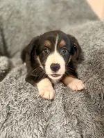 Hermione , a female Australian Shepherd for sale in Austin, TX – 3 of 3