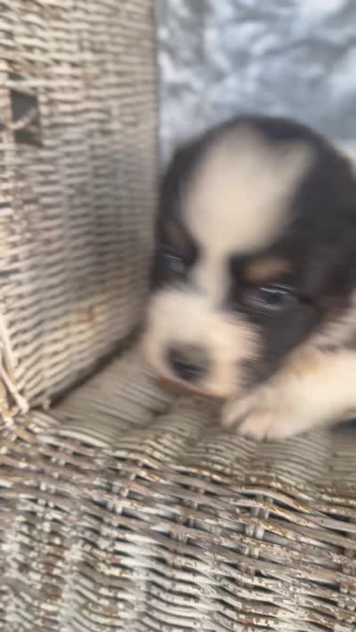 Buttercup , a female Australian Shepherd for sale in Austin, TX – 2 of 2