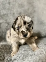 Piper, a female Australian Shepherd and English Cream Golden Retriever for sale in Hawkins, TX – 3 of 3
