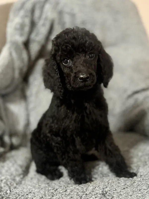Pink (color theme litter)  – Poodle - Standard  puppy on hold in Houston, TX