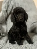 Pink (color theme litter) , a female Poodle - Standard  for sale in Houston, TX – 1 of 5