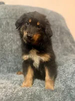 Bo , a male Australian Shepherd for sale in Austin, TX – Photo 1 of 4