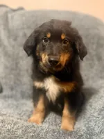 Bo , a male Australian Shepherd for sale in Austin, TX – Photo 4 of 4