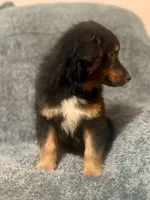 Bo , a male Australian Shepherd for sale in Austin, TX – Photo 3 of 4