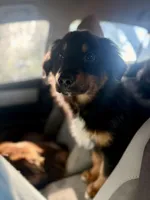 Bo , a male Australian Shepherd for sale in Austin, TX – Photo 2 of 4