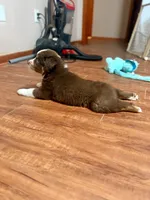 Professor Utonium, a male Australian Shepherd for sale in Houston, TX – 4 of 9