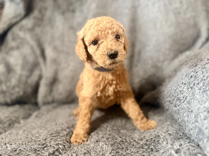 Blue  – Poodle - Standard  puppy for sale in Austin, TX