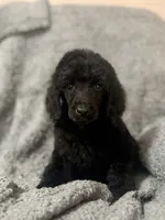 Purple (Color Theme Litter) , a male Poodle - Standard  for sale in Houston, TX – 4 of 4