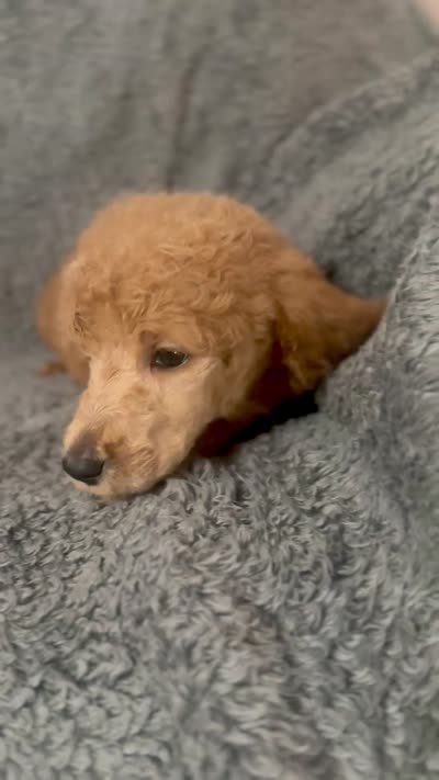 Grey (color themed litter) , a male Poodle - Standard  for sale in Houston, TX – 5 of 5