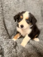 Ron, a male Australian Shepherd for sale in Austin, TX – 2 of 4