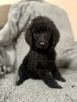 Pink (color theme litter) , a female Poodle - Standard  for sale in Houston, TX – 4 of 5