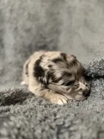 Hawk, a male Australian Shepherd and English Cream Golden Retriever for sale in Hawkins, TX – 3 of 4