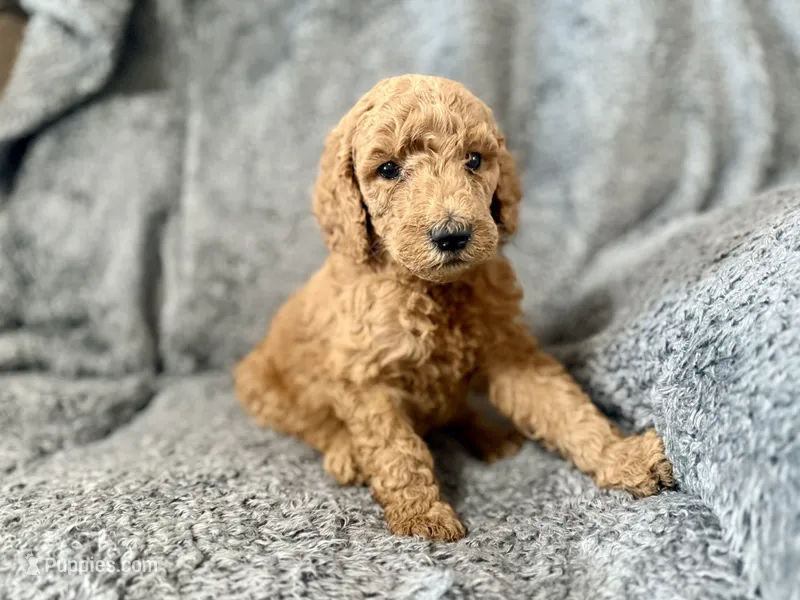 Brown – Poodle - Standard  puppy for sale in Austin, TX