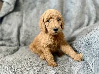 Brown, a male Poodle - Standard  for sale in Austin, TX – 1 of 1