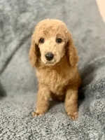 Grey (color themed litter) , a male Poodle - Standard  for sale in Houston, TX – 2 of 5