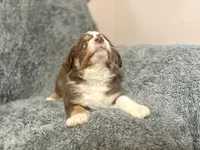 Professor Utonium, a male Australian Shepherd for sale in Houston, TX – 5 of 9