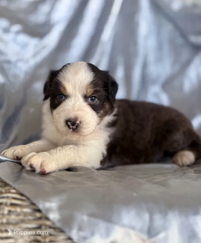 Blossom  – Australian Shepherd puppy for sale in Austin, TX