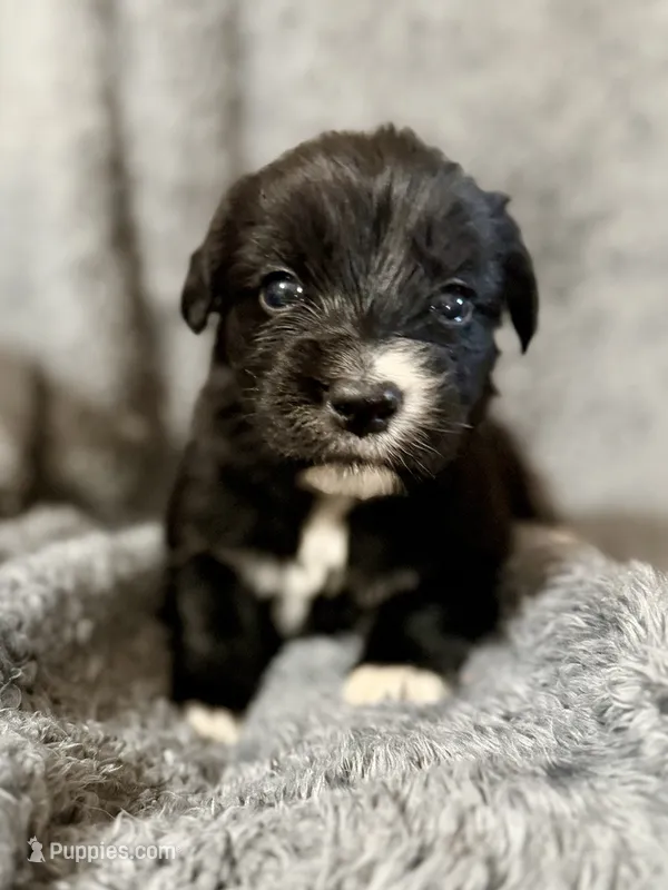Meadow – Australian Shepherd, English Cream Golden Retriever puppy for sale in Hawkins, TX