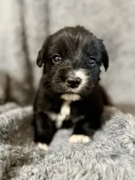Meadow, a female Australian Shepherd and English Cream Golden Retriever for sale in Hawkins, TX – 1 of 3
