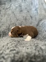 Professor Utonium, a male Australian Shepherd for sale in Tyler, TX – 2 of 2