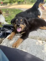 Bo , a male Australian Shepherd for sale in Tyler, TX – 6 of 7