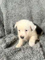 Draco, a male Australian Shepherd for sale in Austin, TX – 3 of 4