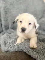 Draco, a male Australian Shepherd for sale in Austin, TX – 2 of 4