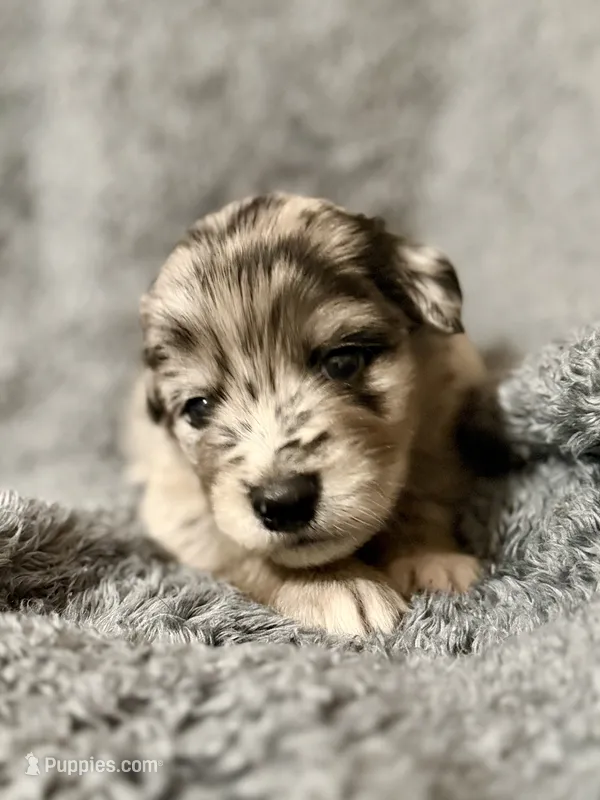 Hawk – Australian Shepherd, English Cream Golden Retriever puppy for sale in Hawkins, TX