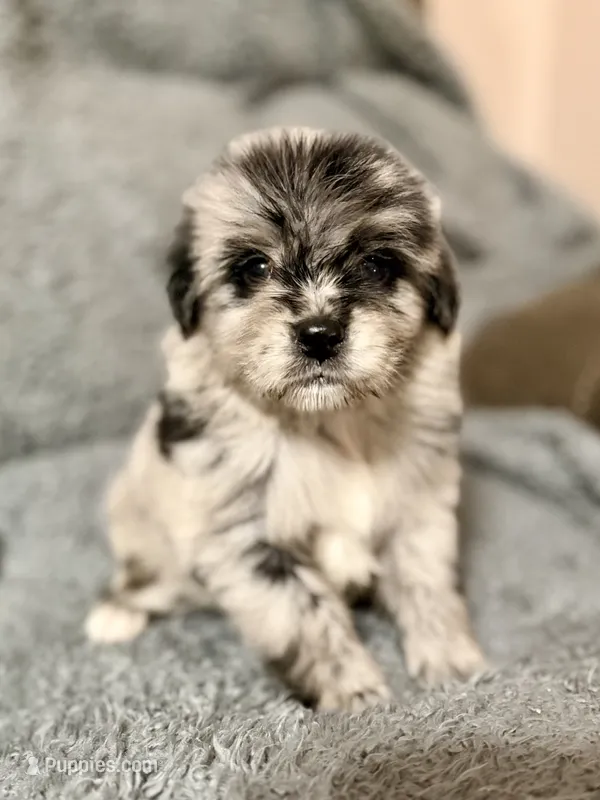 Finch – Australian Shepherd, English Cream Golden Retriever puppy on hold in Hawkins, TX