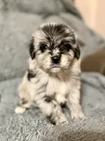 Finch, a male Australian Shepherd and English Cream Golden Retriever for sale in Ben Wheeler, TX – 1 of 4