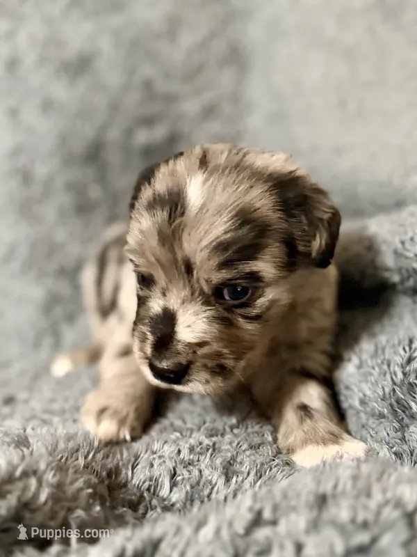 Robin – Australian Shepherd, English Cream Golden Retriever puppy for sale in Hawkins, TX