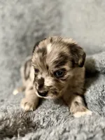 Robin, a male Australian Shepherd and English Cream Golden Retriever for sale in Hawkins, TX – 1 of 3