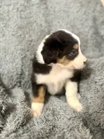Ron, a male Australian Shepherd for sale in Austin, TX – 4 of 4