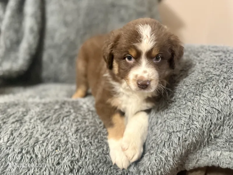 Professor Utonium – Australian Shepherd puppy for sale in Austin, TX