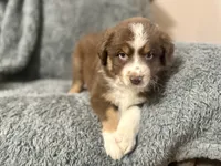 Professor Utonium, a male Australian Shepherd for sale in Houston, TX – 1 of 9