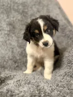 Dobby, a male Australian Shepherd for sale in Austin, TX – 1 of 4