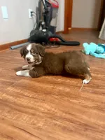 Professor Utonium, a male Australian Shepherd for sale in Houston, TX – 3 of 9