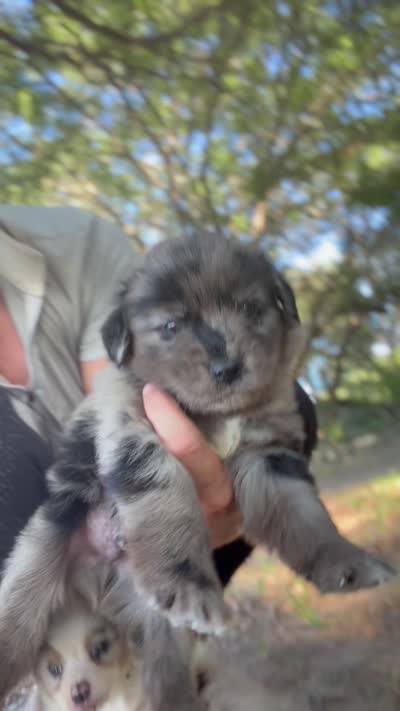 Reed, a male Australian Shepherd and English Cream Golden Retriever for sale in Ben Wheeler, TX – 6 of 6