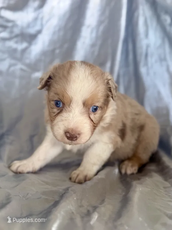 Bubbles – Australian Shepherd puppy for sale in Austin, TX